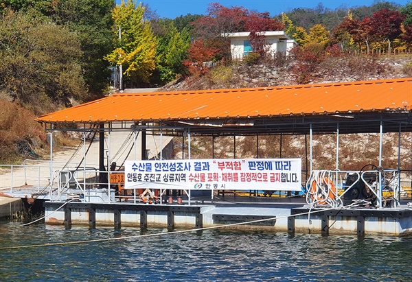 지난 8월에 이어 10월에도 안동호에서 잡은 물고기 메기에서 기준치 이상의 중금속 성분인 수은이 검출돼 어민들 조업이 잠정 중단됐다. 