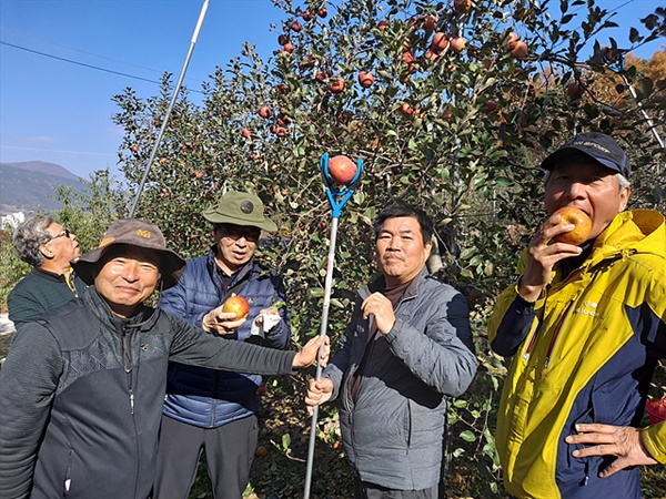 사과농장체험 행사에 참가한 일행이 사과를 따고 있다. 