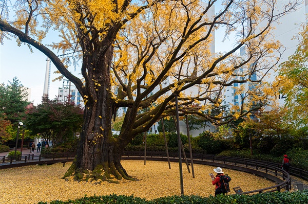 수령 800여 년의 방학동 은행나무가 노란 잎을 떨구고 있다.