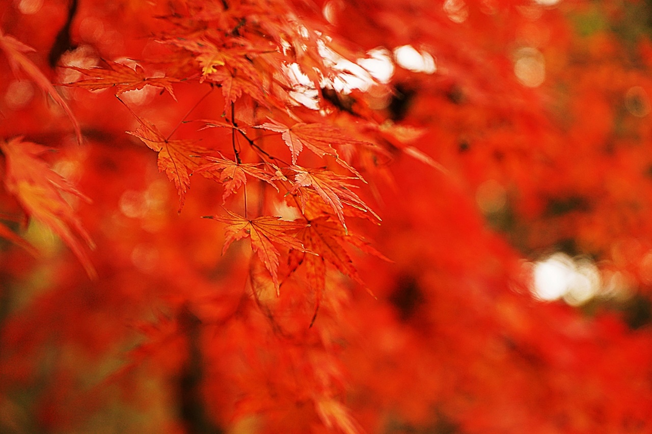 대전 중구 보문산 아래 사정공원이 단풍이 붉다.
