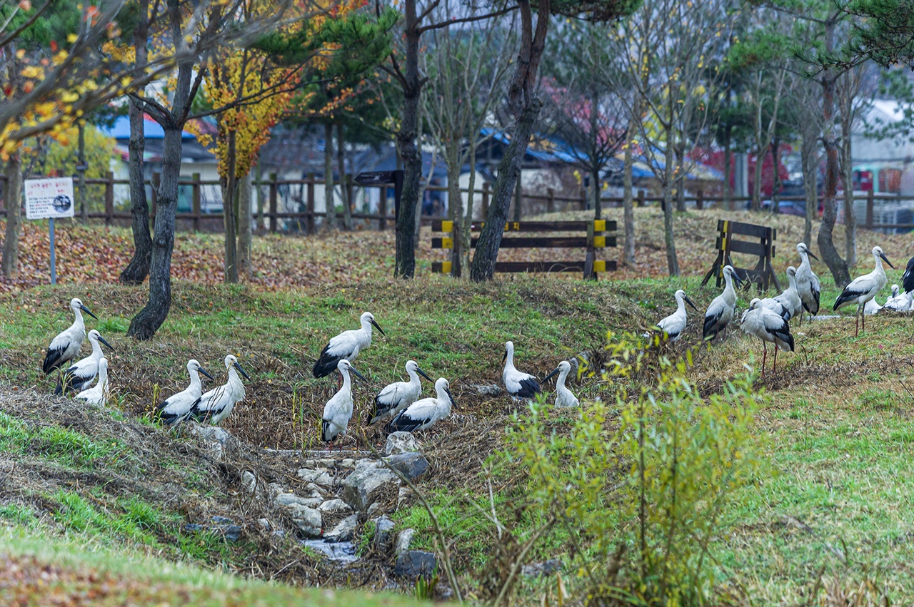 충남 예산 황새공원을 찾은 어린 황새들