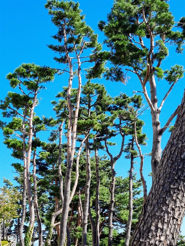 호주에서는 볼 수 없는 한국 특유의 소나무 숲