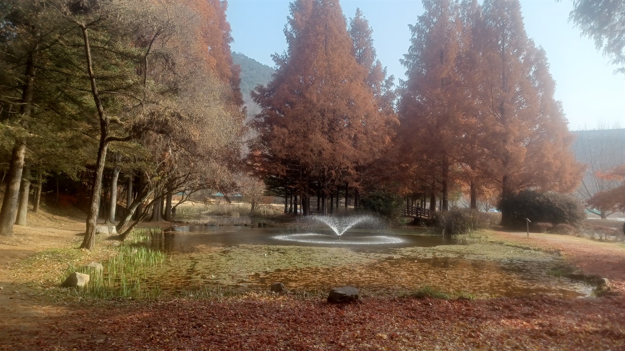 안동 낙강물길공원 메타세콰이어와 연못의 늦가을