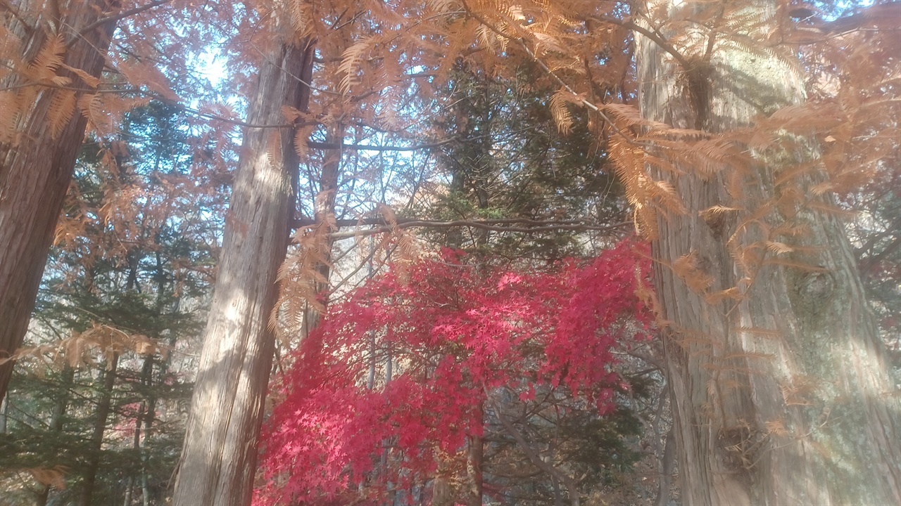메타세콰이어의 누런 잎과 단풍나무의 붉은 잎 그리고 파란 하늘이 조화를 이룬다
