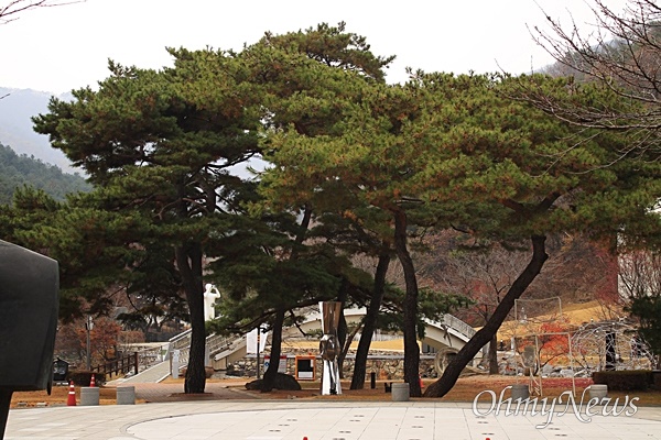 양주시립장욱진미술관 내 조각공원. 늘푸른 소나무.