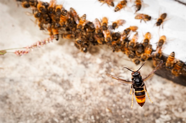 꿀벌 주위를 날아다니며 한 마리씩 낚아 채 잡아먹는다.