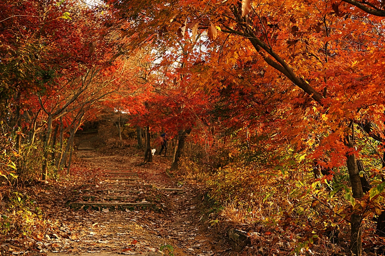 봉산 산책길의 단풍