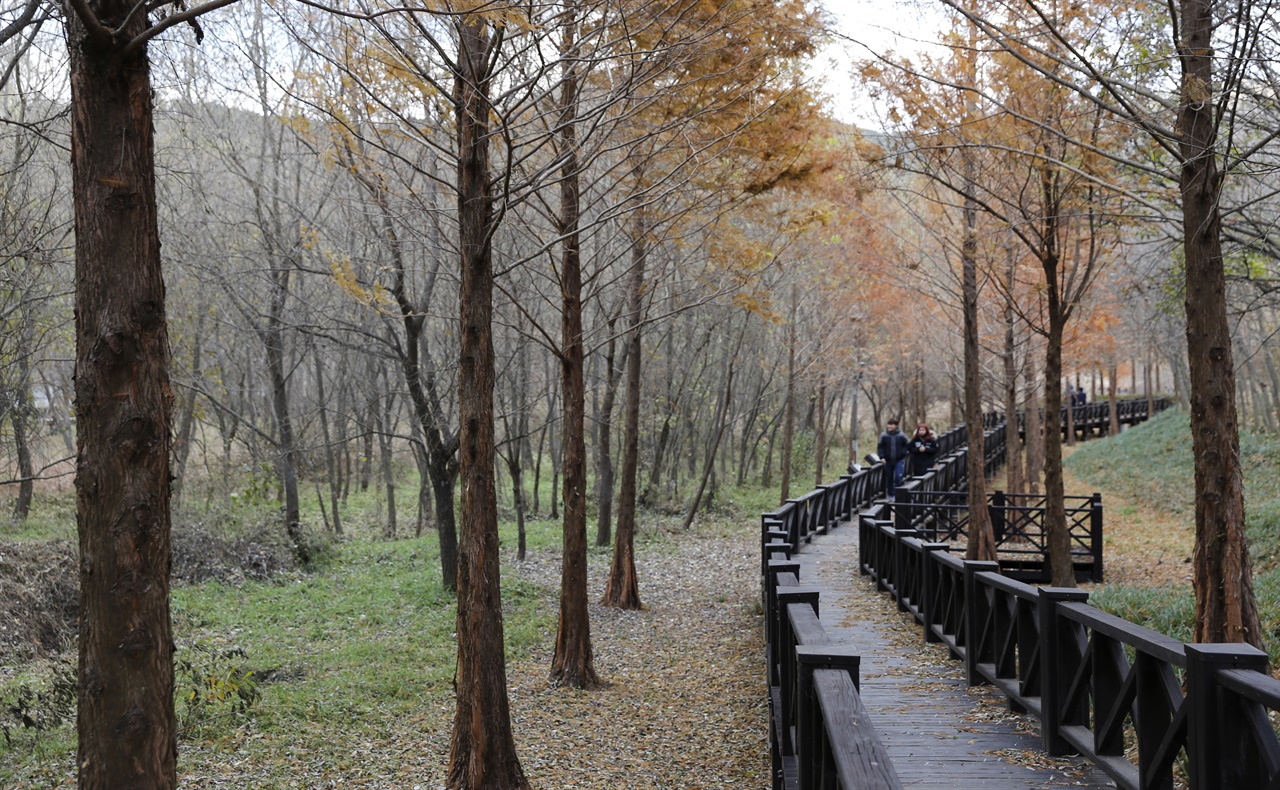 광주호 호수생태원 풍경. 호반의 숲 사이로 나무 데크가 놓여 있다.