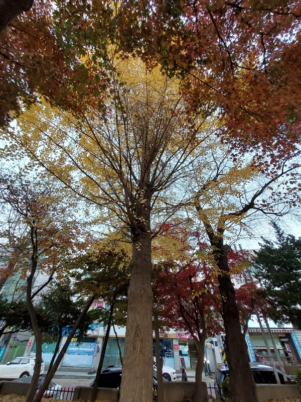 가을 나무 1