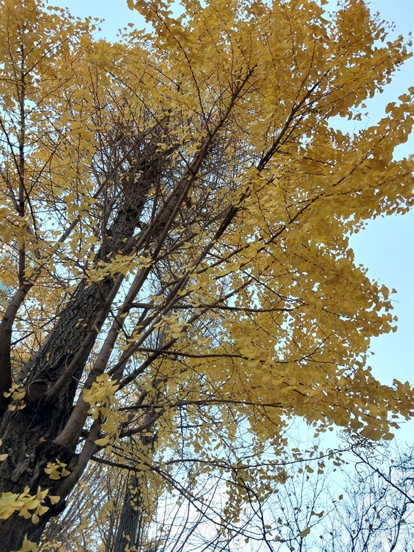 가을 나무 2