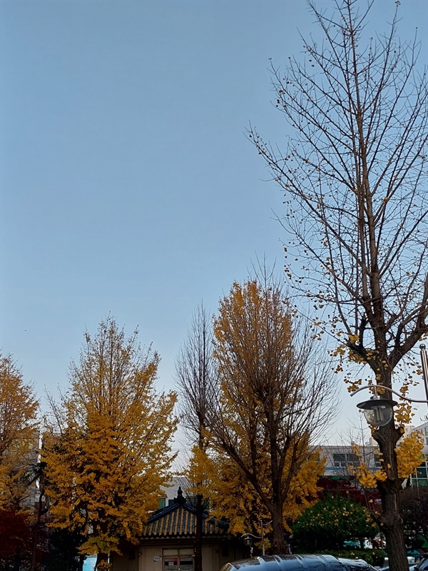 가을 나무 3