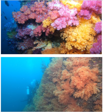 제주바다 연산호