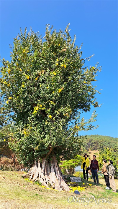 경남 창녕군 남지읍 성사리 모과나무.