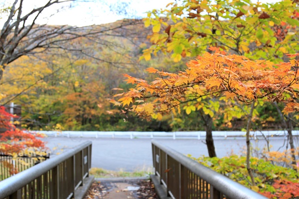 가을 단풍이 아름다운 카와우치가와의 모습