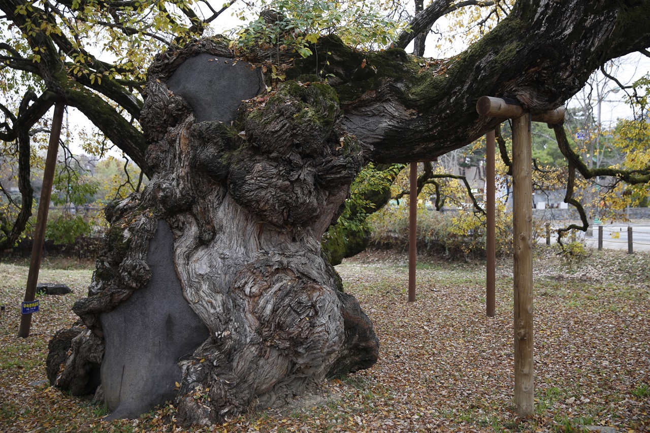 충효마을 왕버들나무. 세월이 만든 주름이 큰 물결처럼 새겨져 있다.