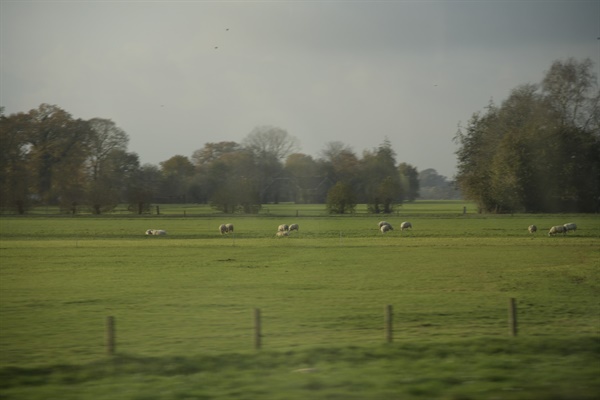 끝없이 펼쳐진 초지에 가축을 방목하고 있다. 목축업 중심의 네덜란드 농업의 특징이다. 