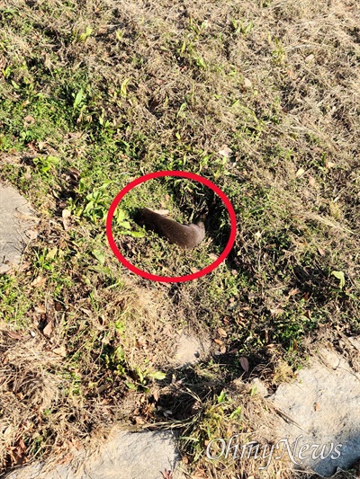 12월 6일 창원 토월천에서 죽은 수달이 발견되었다.
