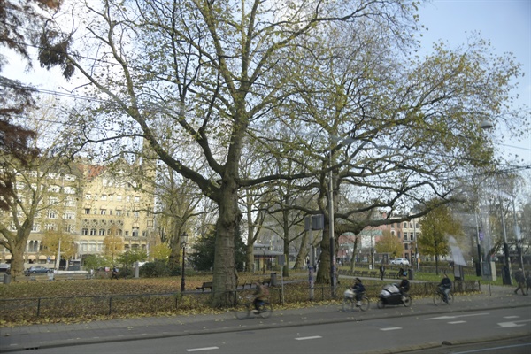 너무 아름답게 자라난 가로수 앞으로 네덜란드 사람들이 자전거를 타고 지나간다. 한폭의 그림이다. 
