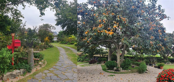 가을의 운치가 느껴지는 입구와 정원의 상징목 감나무(10월 촬영)
