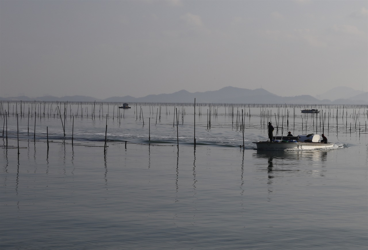 송공리 앞바다의 지주식 김양식장 풍경. 물김을 채취한 관리선이 양식장을 빠져 나오고 있다.