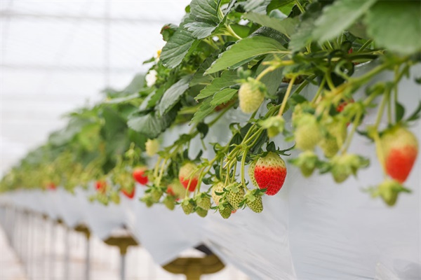 양양군이 겨울철 농가 고속득 작물로 생산한 '스마트팜 딸기'가 16일 출시됐다. 