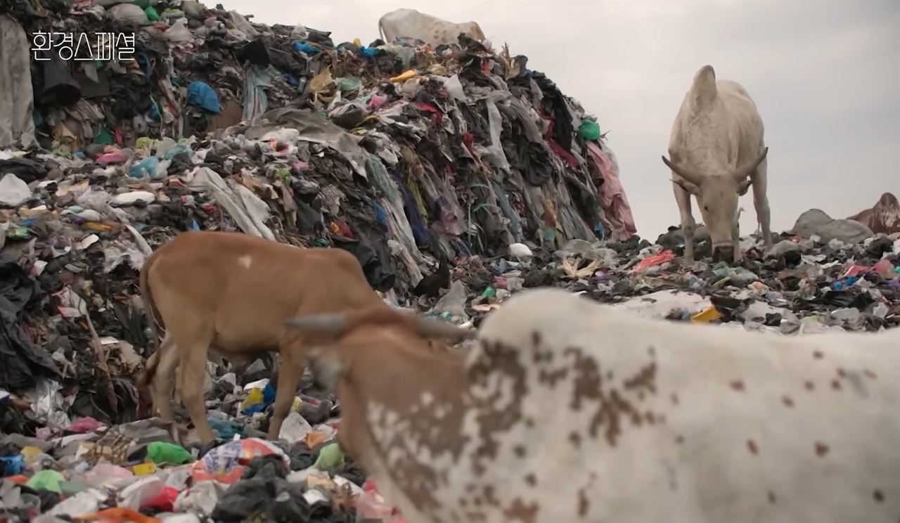 의류 쓰레기 더미에서 폐의류를 뜯어 먹고 있는 소들 [출처]KBS <환경스페셜> '옷을 위한 지구는 없다'