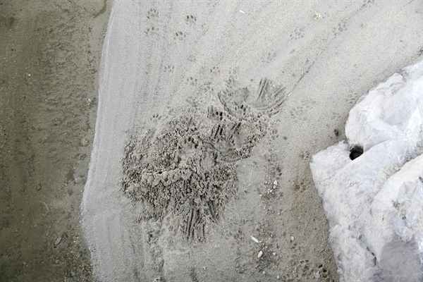 수달의 발자국과 수달이 모래를 모아서 배설을 하는 독특한 형태의 모습이 공사장 부근에서 발견됐다. 