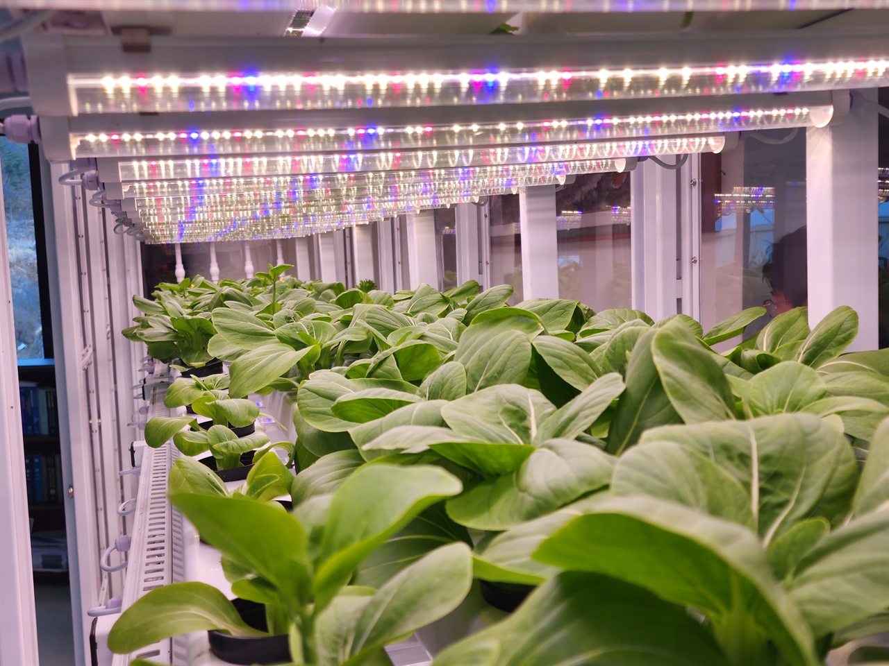 네이처팜에서 개발한 LED광을 보며 2주만에 자란 식물공장 내부 고부가가치 야채 모습

