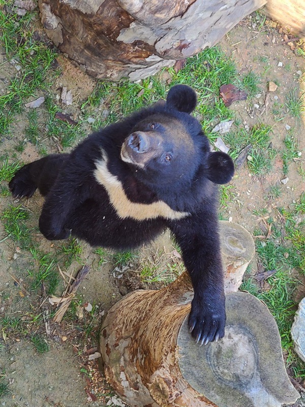 녹색연합이 농장에서 구출해 청주동물원에서 보호 중인 사육곰