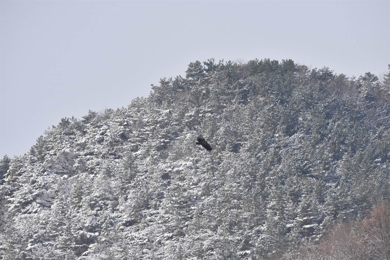 탄천에서 비행하는 독수리의 모습