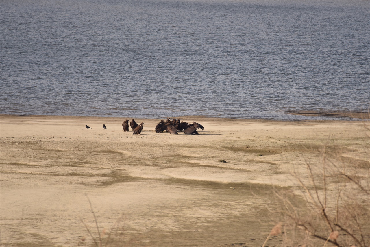 지난 1월 모래톱에서 휴식하는 독수리의 모습