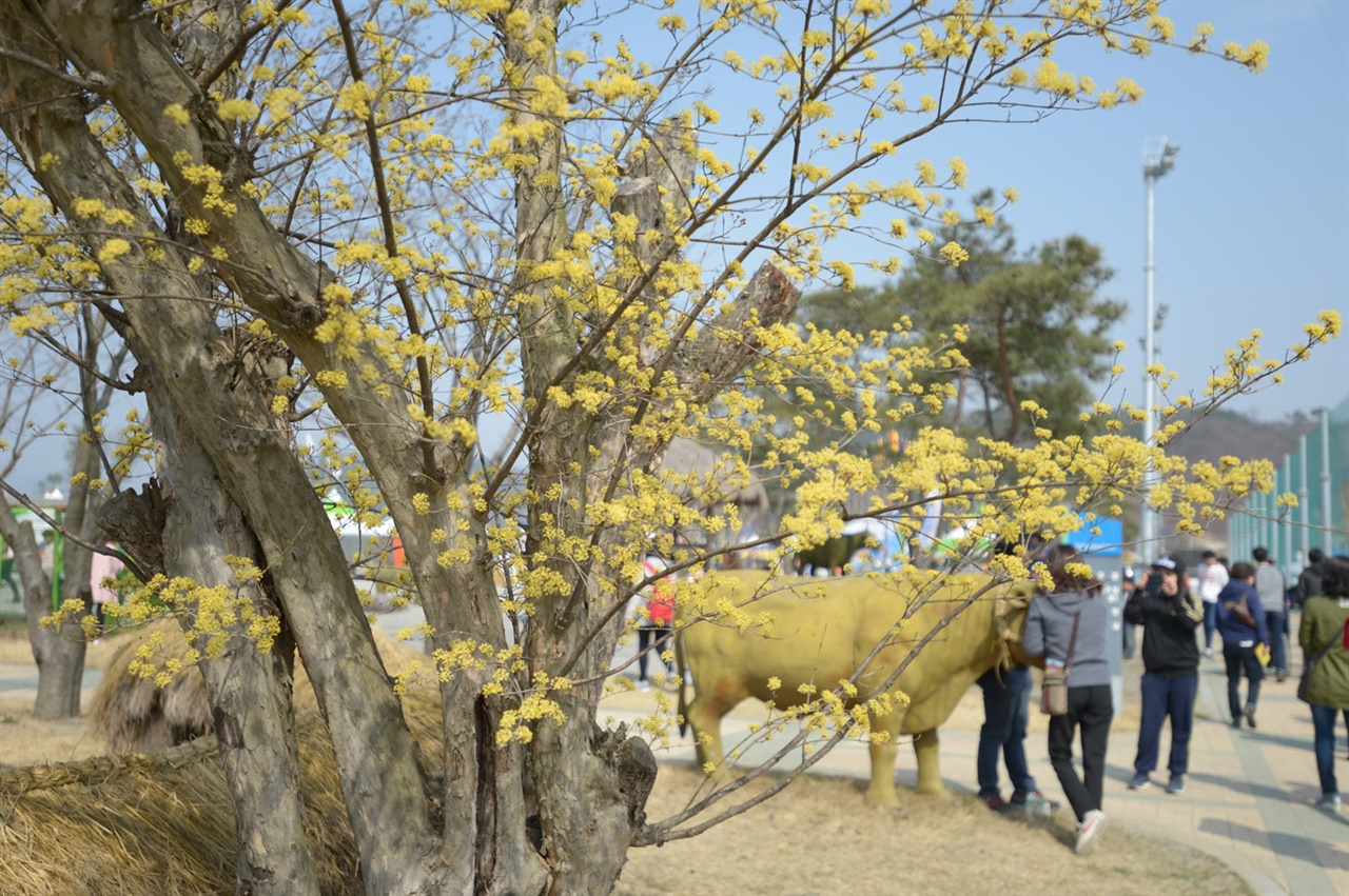 경기 양평군은 제20회 양평 산수유·한우 축제를 내년 4월 1일부터 2일까지 양일간 개군레포츠공원과 산수유 군락지인 내리, 향리, 주읍리 일원에서 개최한다고 23일 밝혔다.