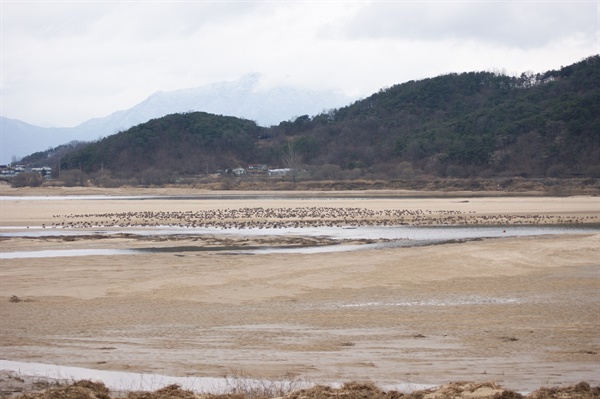 4대강 공사가 본격적으로 진행되기 전인 2010년 초 해평습지 넓은 모래톱 위에 겨울철새들이 쉬고 있다. 