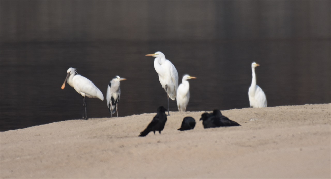 낙동강 모래톰에 나타난 멸종위기 2급인 노랑부리저어새. 백로, 왜가리, 까마귀와 함께 포즈를 취하고 있다. 