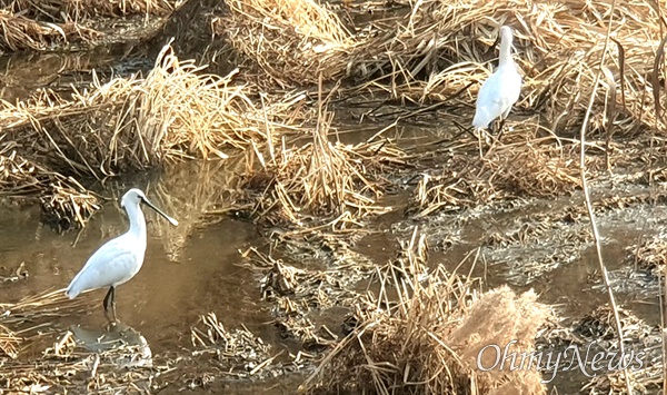 1일 밀양 삼랑진 하천에서 발견된 노랑부리저어새.
