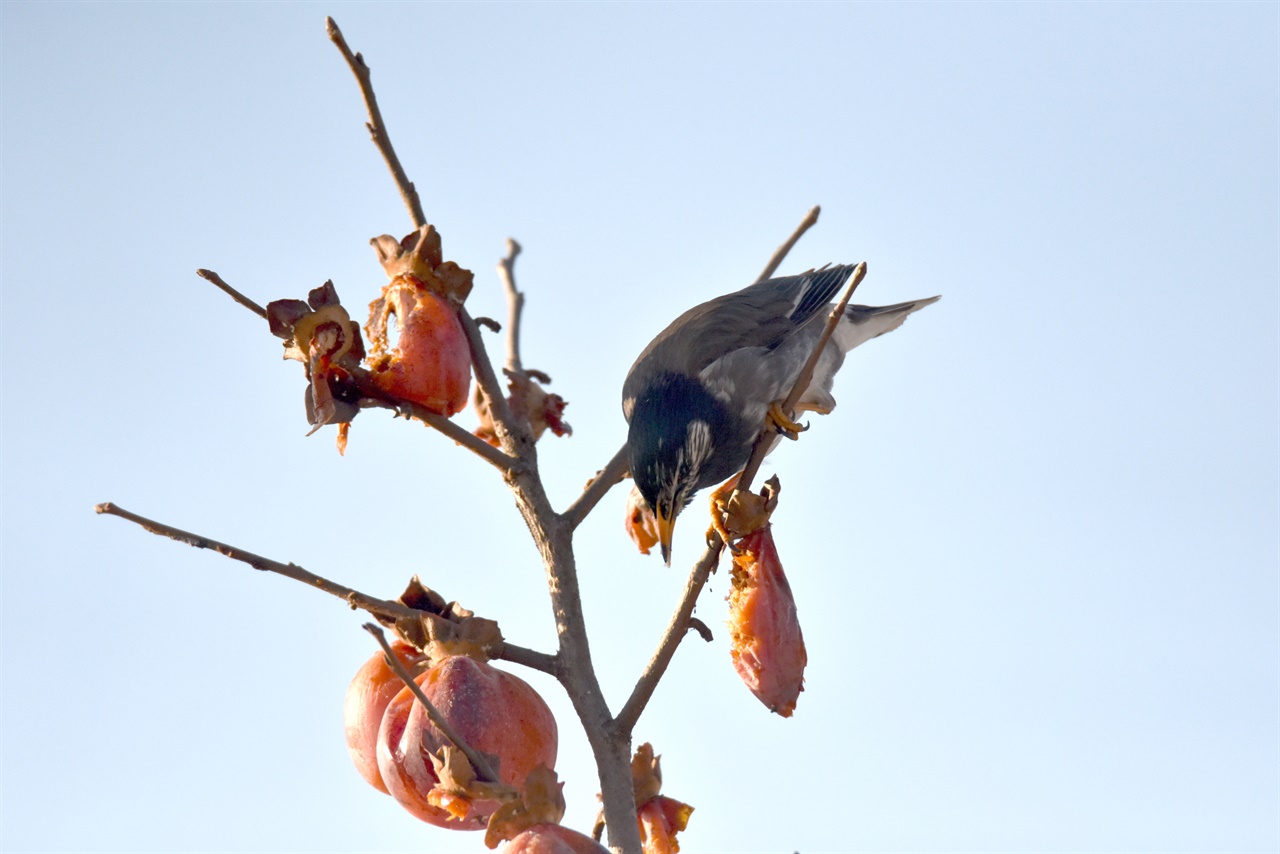 감을 먹는 찌르레기 - 여름철새 였던 찌르레기가 겨울에도 남아 까치밥을 먹고 있다