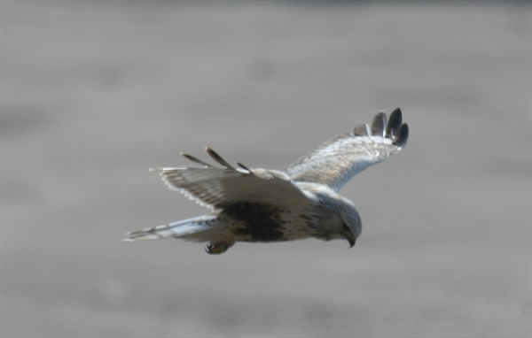 흰색 깃털이 아름다운 털발말똥가리가 우아한 비행을 선보이고 있다 .