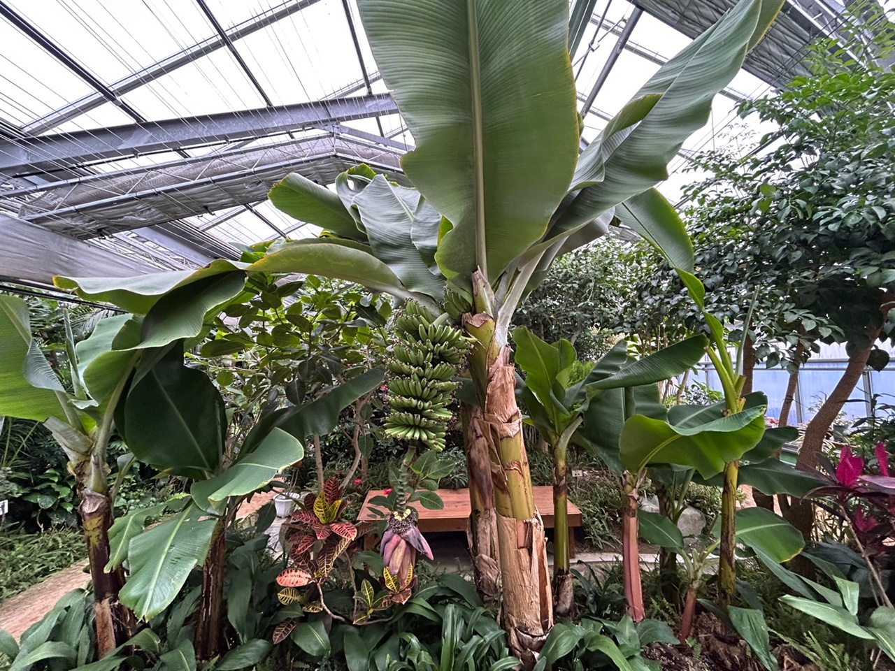 홍성군농업기술센터 내에 있는 온실 '들빛'에는  천장까지 뻗어있는 바나나 나무에는 실제 바나나가 매달려 있어 눈길을 끄는 등 색다른 모습을 제공했다.