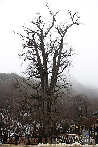 용문사 은행나무. 수령 1100여 년. 국내 은행나무 가운데 가장 크고 오래된 나무다. 노거수인데도 여전히 매년 350kg 정도의 열매를 맺는다고 한다. 1962년 천연기념물로 지정됐다.