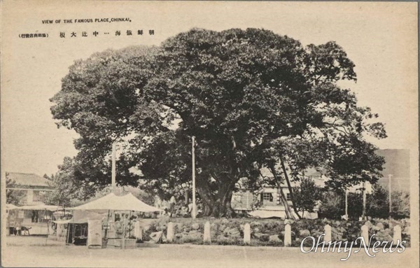 진해 중원광장 팽나무.