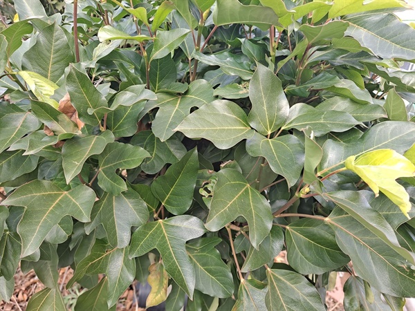 쌍떡잎식물 두릅나무과의 상록교목인 황칠나무 이파리다. 