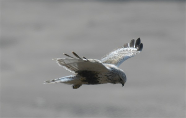 흰색의 깃과 털발을 간직한 맹금류의 아름다운 비행