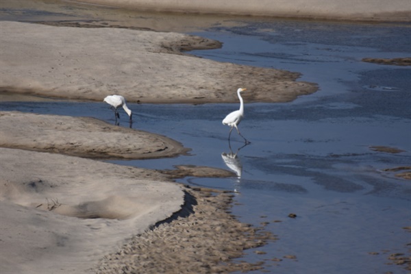 은백의 모래톱이 돌아온 낙동강의 지천 회천에서 멸종위기종 노랑부리저어새가 목격됐다. 왼쪽이 노랑부리저어새 오른쪽이 텃새인 중대백로