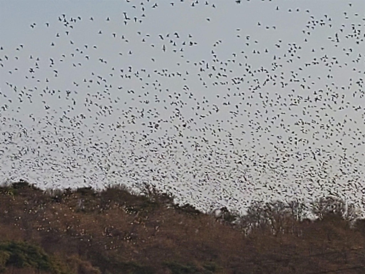 홍성의 한 방죽에 겨울 철새들이 몰려들면서 장관을 이루고 있다. 홍성읍 고암리에 있는 역재방죽공원에는 겨울 철새들이 자리를 잡으면서, 이들의 보금자리 역할을 톡톡히 하고 있다.