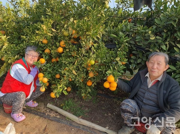  부부가 레드향을 들어 보이고 있다