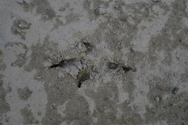 모래톱에 선명하게 박힌 독수리의 발자국