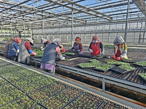 여수시 농업기술센터 직원들이 어린 꽃모종을 옮겨심고 있다.