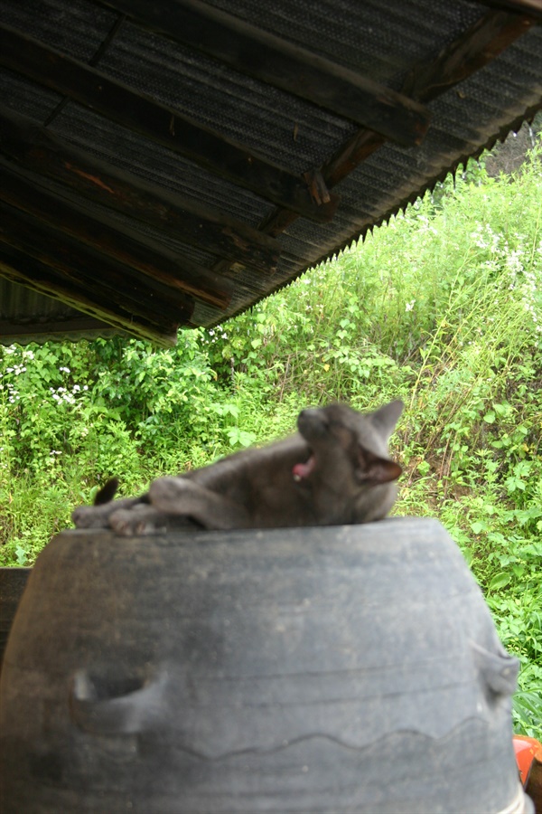 여우비가 오는 한 여름날, 처마 밑 시루 위에서 고독에 겨워 하품을 하는 고양이