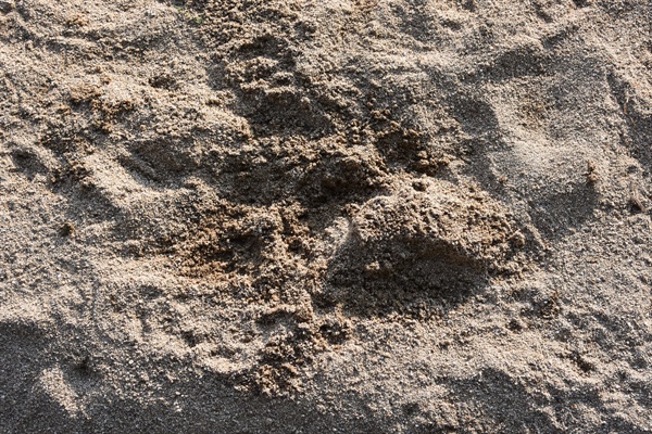 수달이 놀다  간 흔적. 수달은 모래톱에 이런 흔적을 주로 남기며 영역 표시를 한다. 