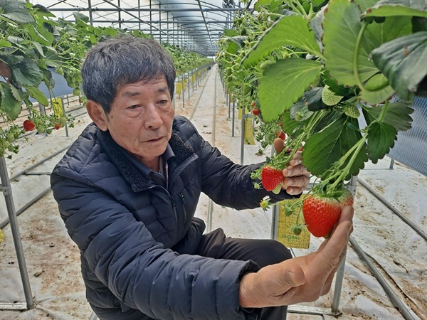 여수 최고의 농사꾼 윤채동씨는 빨간 딸기가 돈으로 보인다고 했다.